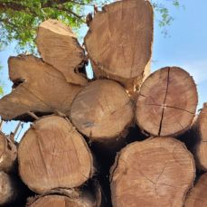 Teak Wood
