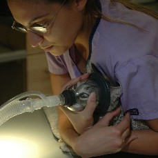 Veterinary Anesthesia