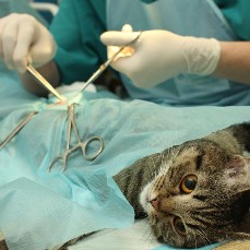 Veterinary Surgical Instruments