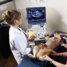 Veterinary Ultrasound