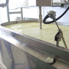 Cheese Manufacturing Plant